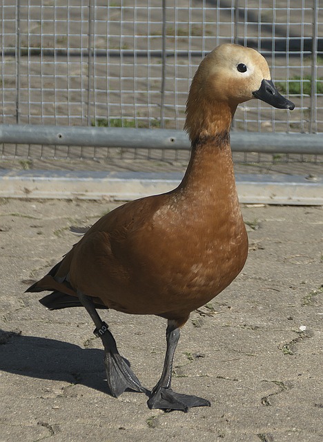 与博弈